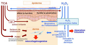 Schéma fonctionnement peeling biorevitalisation